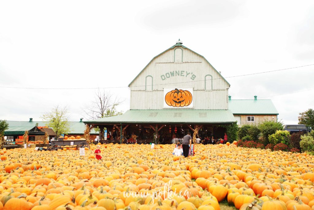 nyniowe swieto, dyn kanada stany zjednoczone, farma dynie halloween pumpkin patch, downey's farm